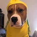 Las 5 mejores sudaderas para perros