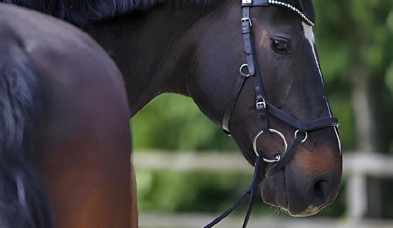 Imagen principal del artículo 'Las mejores anillas articuladas para caballos: comparativa y análisis detallado'