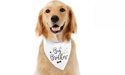 Imagen principal del artículo 'Las mejores bandanas para mascotas: pañuelos ajustables y estilosos para perros y gatos'