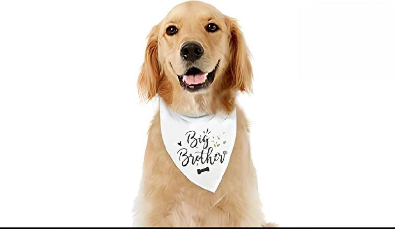 Imagen principal del artículo 'Las mejores bandanas para mascotas: pañuelos ajustables y estilosos para perros y gatos'