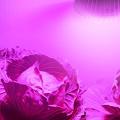 Las mejores bombillas de crecimiento para plantas: iluminación eficiente con espectro completo