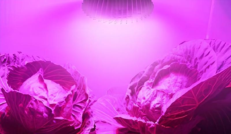 Imagen principal del artículo 'Las mejores bombillas de crecimiento para plantas: iluminación eficiente con espectro completo'