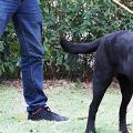 Las mejores correas de adiestramiento para perros: Encuentra la ideal para paseos y entrenamientos