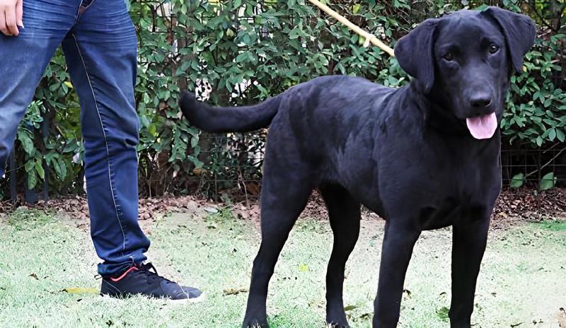 Imagen principal del artículo 'Las mejores correas de adiestramiento para perros: Encuentra la ideal para paseos y entrenamientos'