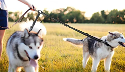 Imagen principal del artículo 'Las mejores correas dobles para perros: comodidad y versatilidad integradas'