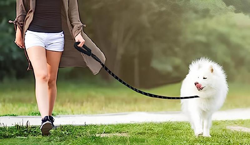 Imagen principal del artículo 'Las Mejores Correas para Perros: Seguridad y Comodidad en cada Paseo'