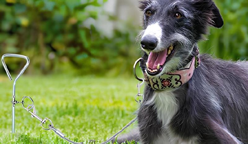 Imagen principal del artículo 'Las mejores estacas para atar a tu perro al aire libre'