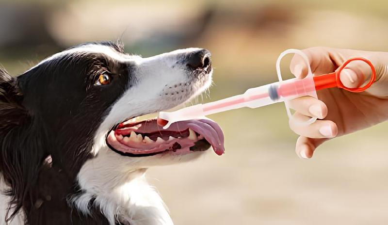 Imagen principal del artículo 'Las mejores herramientas para cuidar la salud de tu cachorro'