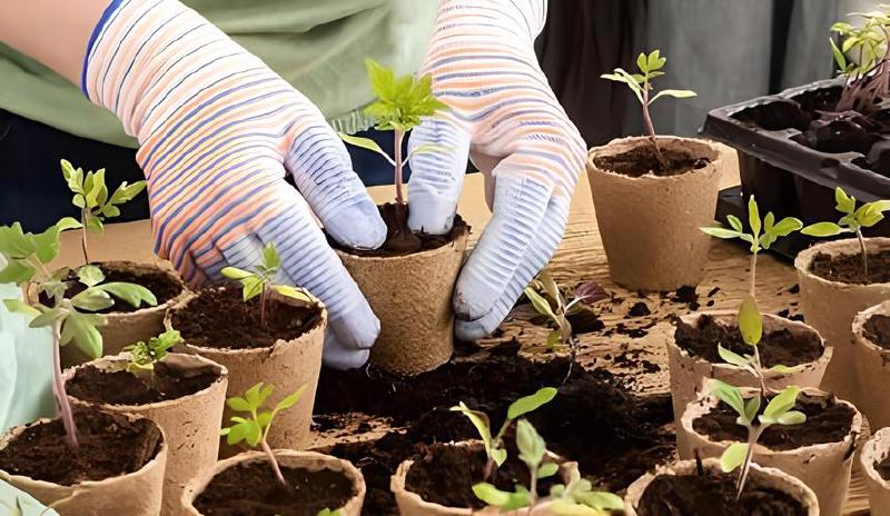 Imagen principal del artículo 'Las mejores macetas biodegradables: Guía de compra completa'