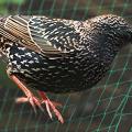 Las mejores mallas para jardín: red para atrapar pájaros, malla protectora para balcones y más