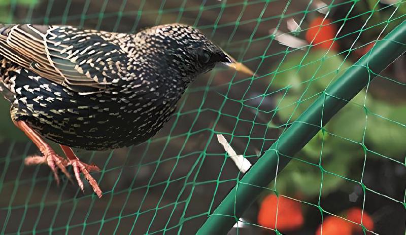 Imagen principal del artículo 'Las mejores mallas para jardín: red para atrapar pájaros, malla protectora para balcones y más'