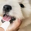 Las mejores opciones de cepillos de dientes para perros