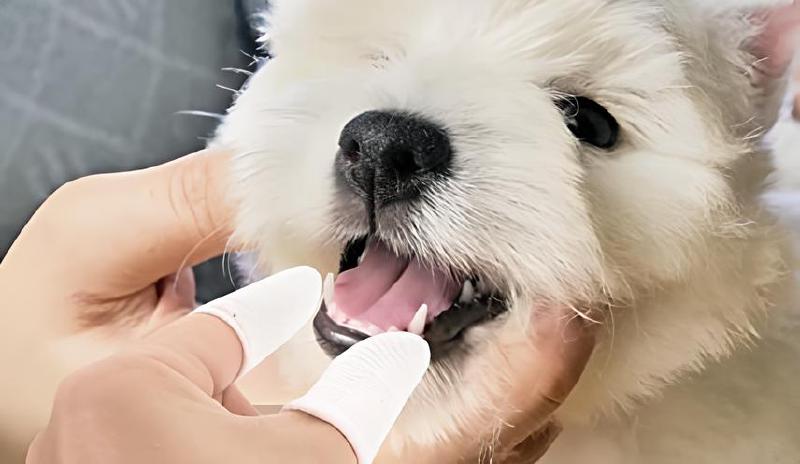 Imagen principal del artículo 'Las mejores opciones de cepillos de dientes para perros'