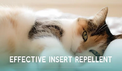 Imagen principal del artículo 'Las mejores opciones de collares antipulgas para gatos en 2024 sin quimicos'