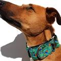 Las mejores opciones de collares básicos para perros con funciones innovadoras