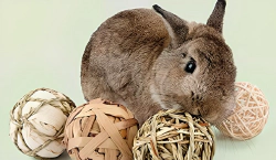 Imagen principal del artículo 'Las mejores opciones de juguetes para mascotas pequeñas'