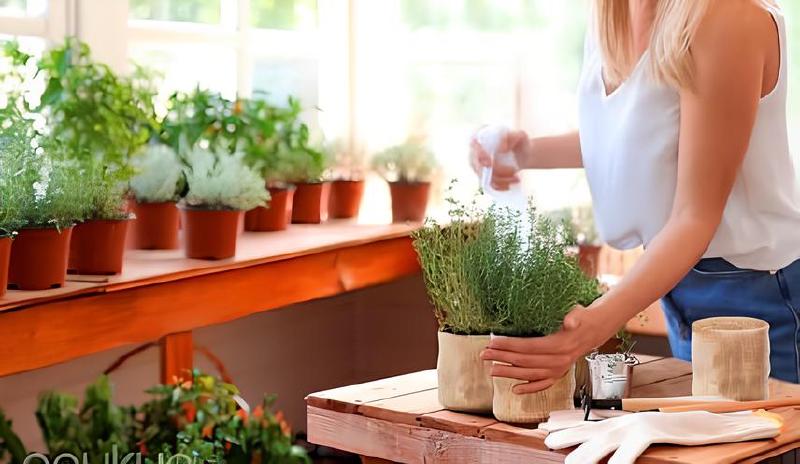 Imagen principal del artículo 'Las mejores opciones para cultivar hierbas y bonsáis en casa'