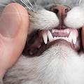 Las mejores opciones para el cuidado dental de tus mascotas