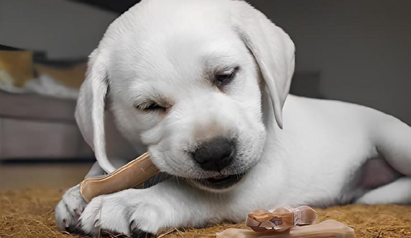 Imagen principal del artículo 'Las mejores opciones para fortalecer los dientes de tu perro'