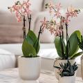 Las mejores orquídeas para interiores - ¡Descubre la frescura de expertos!