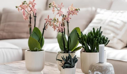 Imagen principal del artículo 'Las mejores orquídeas para interiores - ¡Descubre la frescura de expertos!'