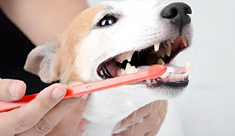 Imagen principal del artículo 'Las mejores pastas dentales enzimáticas para la higiene dental de mascotas'