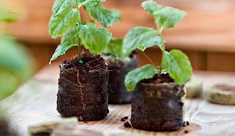 Imagen principal del artículo 'Las mejores pastillas de turba prensada para tu jardín'