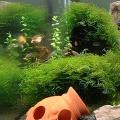 Las mejores plantas acuáticas para decorar tu acuario con estilo y elegancia