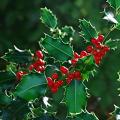 Las mejores plantas para setos y arbustos: Campsis, Galán de Noche, Acebo, Euonymus y Lonicera