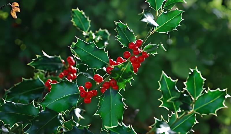 Imagen principal del artículo 'Las mejores plantas para setos y arbustos: Campsis, Galán de Noche, Acebo, Euonymus y Lonicera'