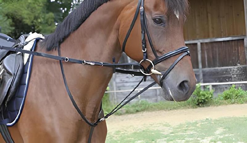 Imagen principal del artículo 'Las mejores riendas y accesorios para tu caballo'