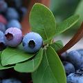 Las mejores semillas de frutas para tu jardín: arándanos, Citrus Australasica y sandía