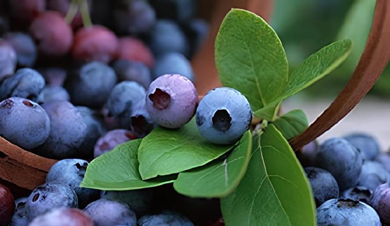 Imagen principal del artículo 'Las mejores semillas de frutas para tu jardín: arándanos, Citrus Australasica y sandía'