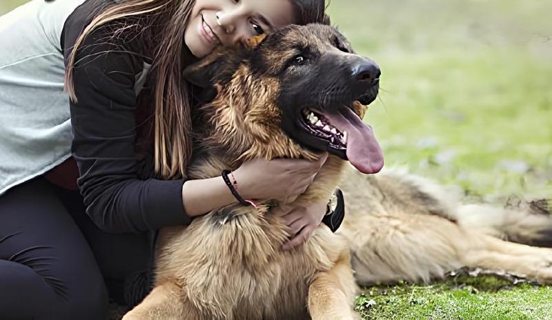 Imagen principal del artículo 'Las mejores soluciones antipulgas y garrapatas para perros'