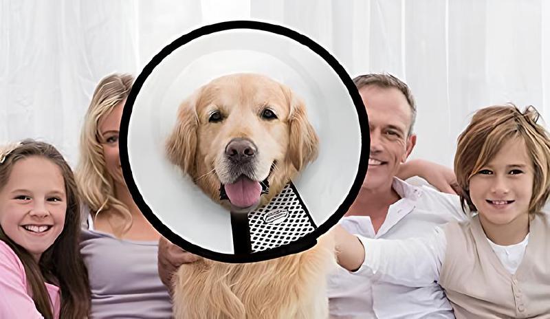 Imagen principal del artículo 'Las mejores soluciones de recuperación para perros: collar hinchable, pijamas quirúrgicos'