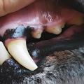 Las Mejores Soluciones para Cuidado Dental de Mascotas