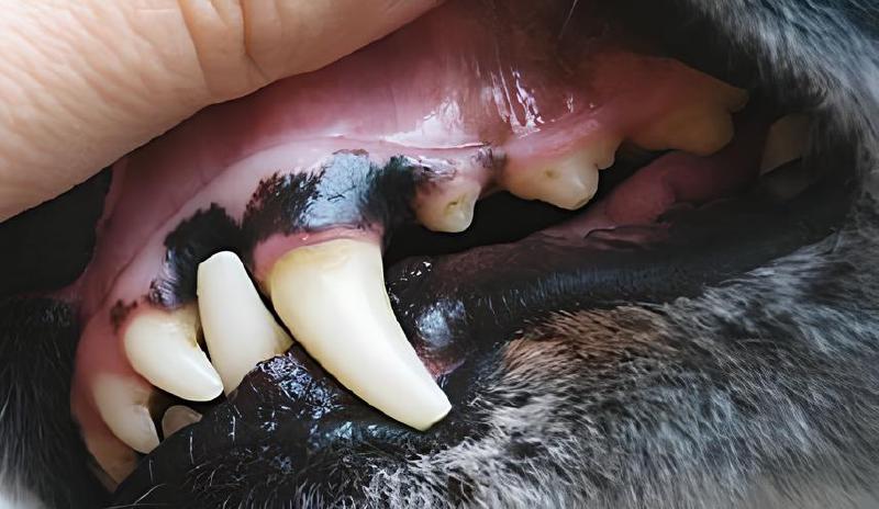 Imagen principal del artículo 'Las Mejores Soluciones para Cuidado Dental de Mascotas'