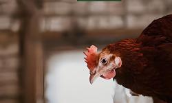 Imagen principal del artículo 'Las mejores soluciones para la salud de aves de corral'