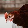 Las mejores soluciones para la salud de aves de corral