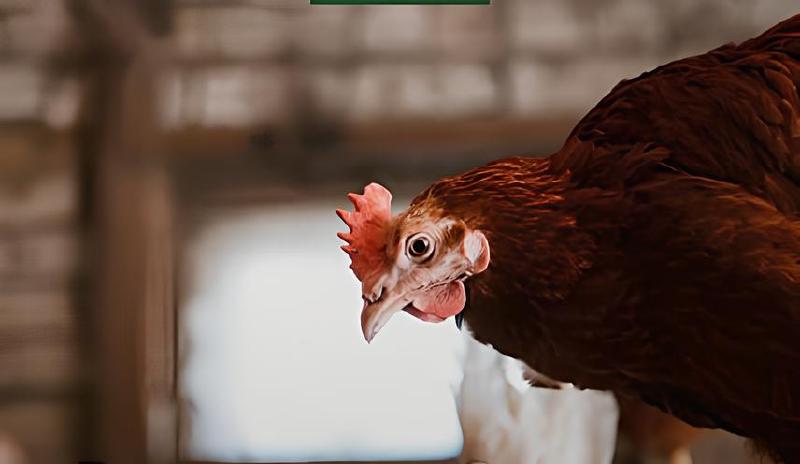 Imagen principal del artículo 'Las mejores soluciones para la salud de aves de corral'