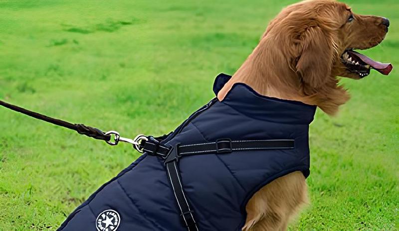 Imagen principal del artículo 'Los mejores abrigos y chaquetas para perros en 2024'