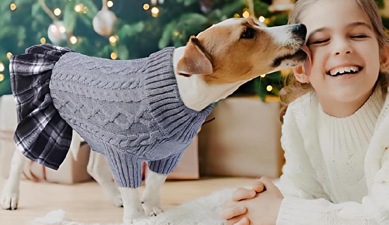 Imagen principal del artículo 'Los Mejores Jerséis de Invierno para Mascotas Pequeñas y Medianas'