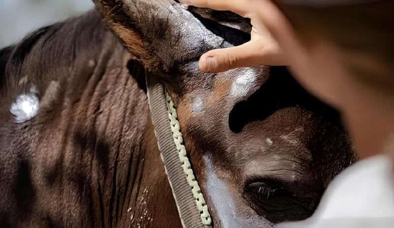 Imagen principal del artículo 'Los mejores linimentos para el cuidado de la piel de tus mascotas equinas y caninas'