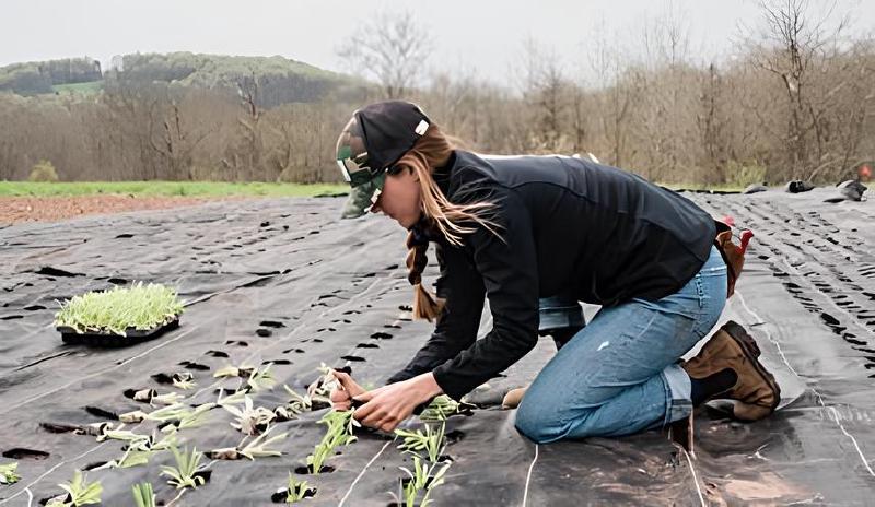 Imagen principal del artículo 'Los mejores nutrientes orgánicos para plantas: alta calidad y rendimiento'