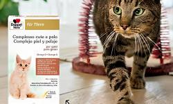 Imagen principal del artículo 'Los mejores productos para el cuidado de la piel y del pelaje de gatos'