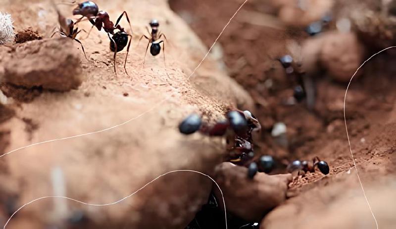 Imagen principal del artículo 'Los mejores terrarios para hormigas y mariposas: comparativa y análisis'