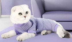 Imagen principal del artículo 'La mejor ropa para gatos'