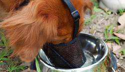 Imagen principal del artículo 'Los mejores bozales para perros'