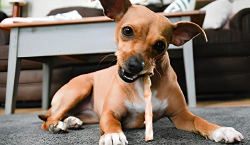 Imagen principal del artículo 'Los mejores snacks para perros: barritas, rollitos y más'