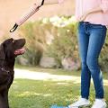 Muñecos de adiestramiento premium: las mejores opciones para perros